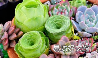 肉肉植物的养殖方法 如何养植肉肉植物
