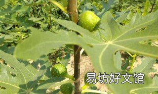 无花果树怎么剪枝 无花果树怎么剪枝图列