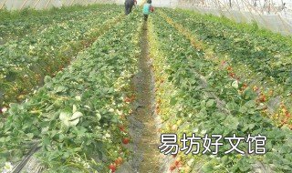 大棚草莓几月份种植 草莓大棚几月成熟