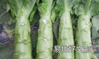 莴笋种植时间 河南莴笋种植时间