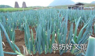 大蔥種植時間 山東大蔥種植時間
