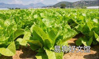 莴笋种植时间和方法 莴笋种植时间和方法生长:温度最好多少度