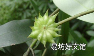 八角树的种植方法 八角树怎样种植