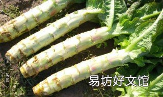 红莴笋种植技术 红叶莴笋种植技术