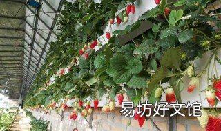 草莓的种植技术 草莓的种植技术要点