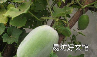 白毛冬瓜种植时间 白皮冬瓜种植