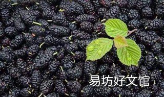 桑葚泡酒的功效与禁忌 桑葚泡酒功效和禁忌