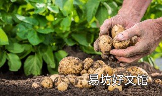 秋土豆种植时间 秋土豆种植时间什么时候?