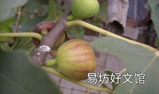 无花果用什么肥料 无花果用什么肥料结果甜