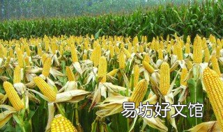 玉米如何高产 玉米如何高产不倒伏山间农人