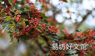 花椒丰产栽培技术 花椒丰产栽培新技术