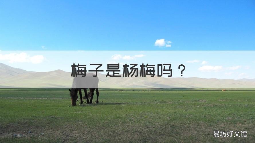 梅子是杨梅吗 梅子是杨梅吗?