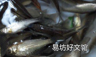 朝天钩可以挂饵料吗 朝天钩能用饵料吗