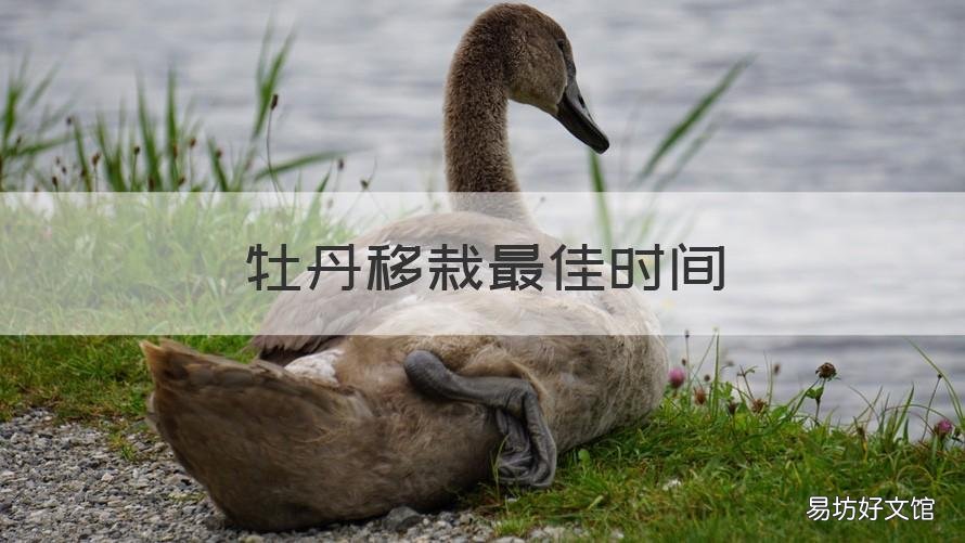 牡丹移栽最佳时间 牡丹的移栽时间
