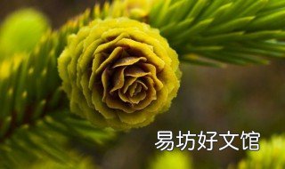松树果子功效与作用 松树果子功效与作用禁忌