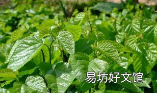 桑树根皮的功效与作用 桑树根皮的功效与作用图片
