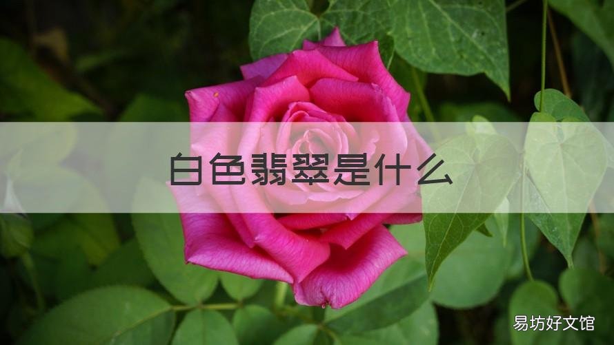 白色翡翠是什么 白色翡翠是什么材质