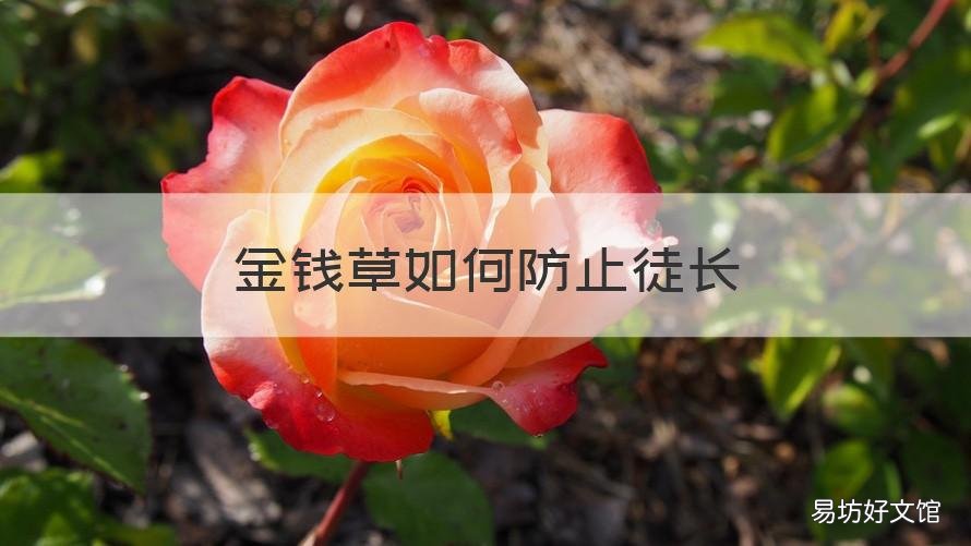 金钱草如何防止徒长 金钱草疯长怎么办