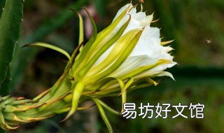 火龙果花的禁忌 火龙果花哪些人不能吃