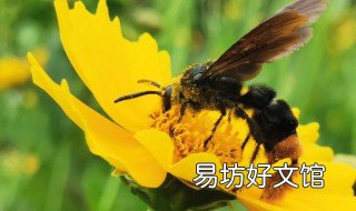 野蜂泡酒的作用与功效 野蜂泡酒的作用与功效禁忌