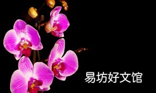 挖野生兰花犯法吗