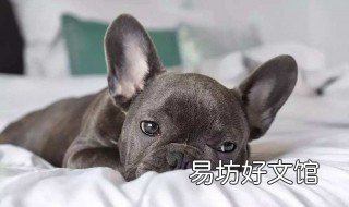 法牛和法斗区别 法斗法牛有什么区别