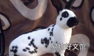 大麦丁兔饲养方法 大麦丁兔饲养方法图片