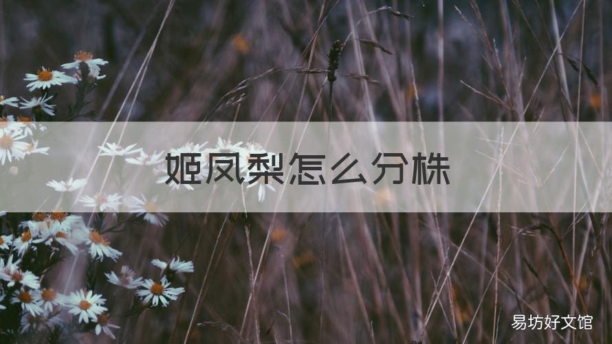 姬凤梨怎么分株 姬凤梨怎么生根