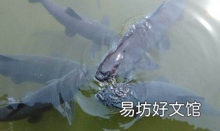 晚秋如何钓青鱼 晚秋如何钓青鱼视频