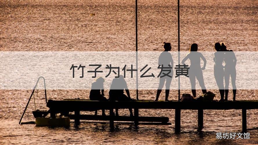 竹子为什么发黄 竹子为什么发黄怎么办