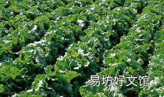 露地生菜种植技术 露地生菜种植技术视频