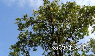 门前种柚子树的禁忌 门前种柚子树的禁忌有哪些