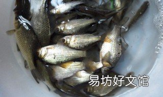 11月钓大鲫鱼技巧 冬天传统钓大鲫鱼技巧