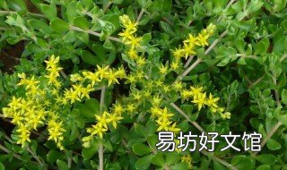垂盆草泡水的禁忌 垂盆草泡水的禁忌是什么