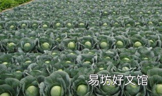 越冬甘蓝的种植方法 越冬甘蓝的种植时间
