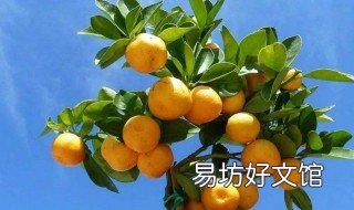 金桔的禁忌 金桔忌什么