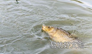 钓草鱼最快的方法 钓草鱼最简单有效的钓法