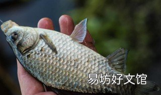 11月份如何野钓鲫鱼 十一月怎么野钓鲫鱼