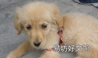 晚上没有人陪狗玩一直叫怎么办 小狗晚上没人陪就叫