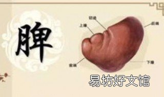 脾健康的症状 脾健康的症状有哪些