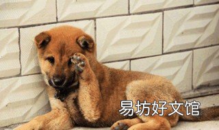 吃狗肉的坏处 吃狗肉的坏处和好处