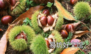 北方栗子树种植方法 北方板栗树该怎么种植方法