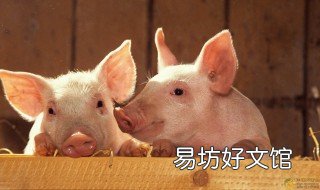 猪咳嗽喘最佳用药配方 治疗猪咳喘的中药方子