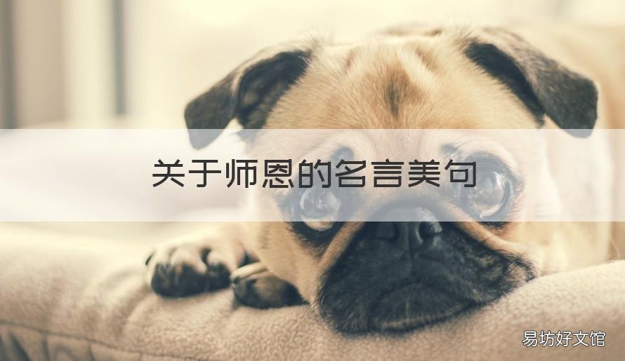 关于师恩的名言美句 关于师恩的名言美句有哪些