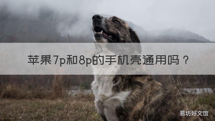 苹果7p和8p的手机壳通用吗 苹果7和苹果8p手机壳通用吗