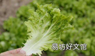 生菜秋季种植方法 生菜秋季种植方法图片