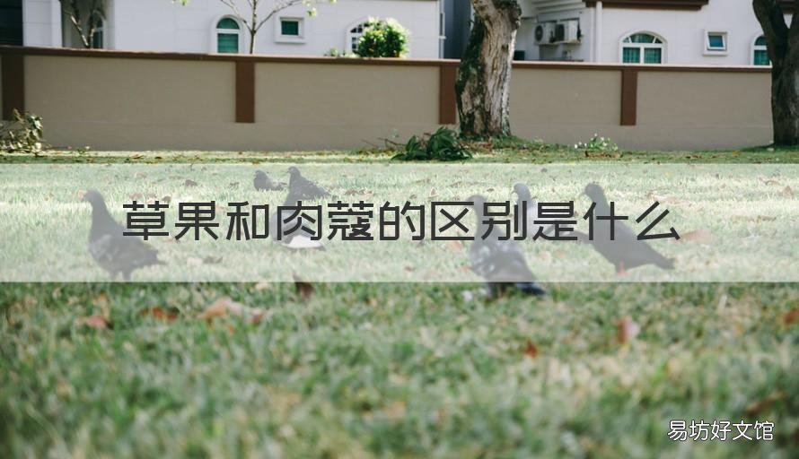 草果和肉蔻的区别是什么 草果跟肉蔻的区别