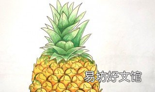 菠萝怎么画 半个菠萝怎么画