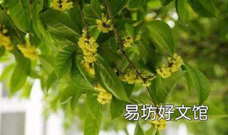 一棵树可以嫁接几种桂花品种?不同品种都是可以相互嫁接的 一棵树可以嫁接几种桂花品种图片