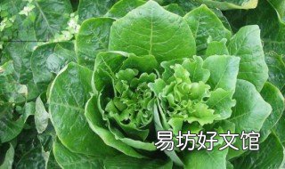 过冬莴笋种植技术 莴笋的栽培技术
